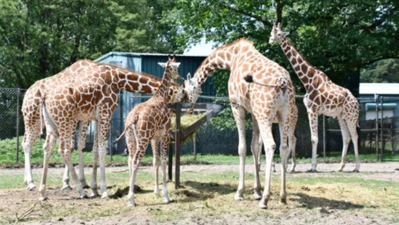 Επιστήμονες στις ΗΠΑ εισηγούνται στους ζωολογικούς κήπους να σκοτώνουν τα ζώα πριν γεράσουν