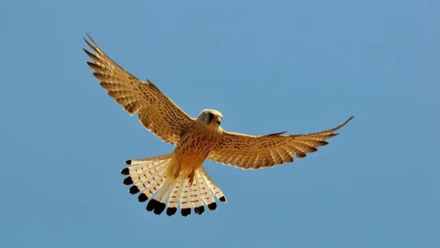 Θεσσαλονίκη-Απίστευτες εικόνες: Γεράκι εγκλωβίστηκε σε βιτρίνα καταστήματος!