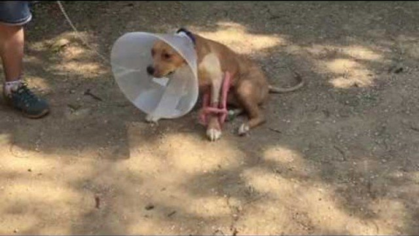 Τα πρώτα βήματα κάνει το σκυλί που πέταξαν από το μπαλκόνι (video)