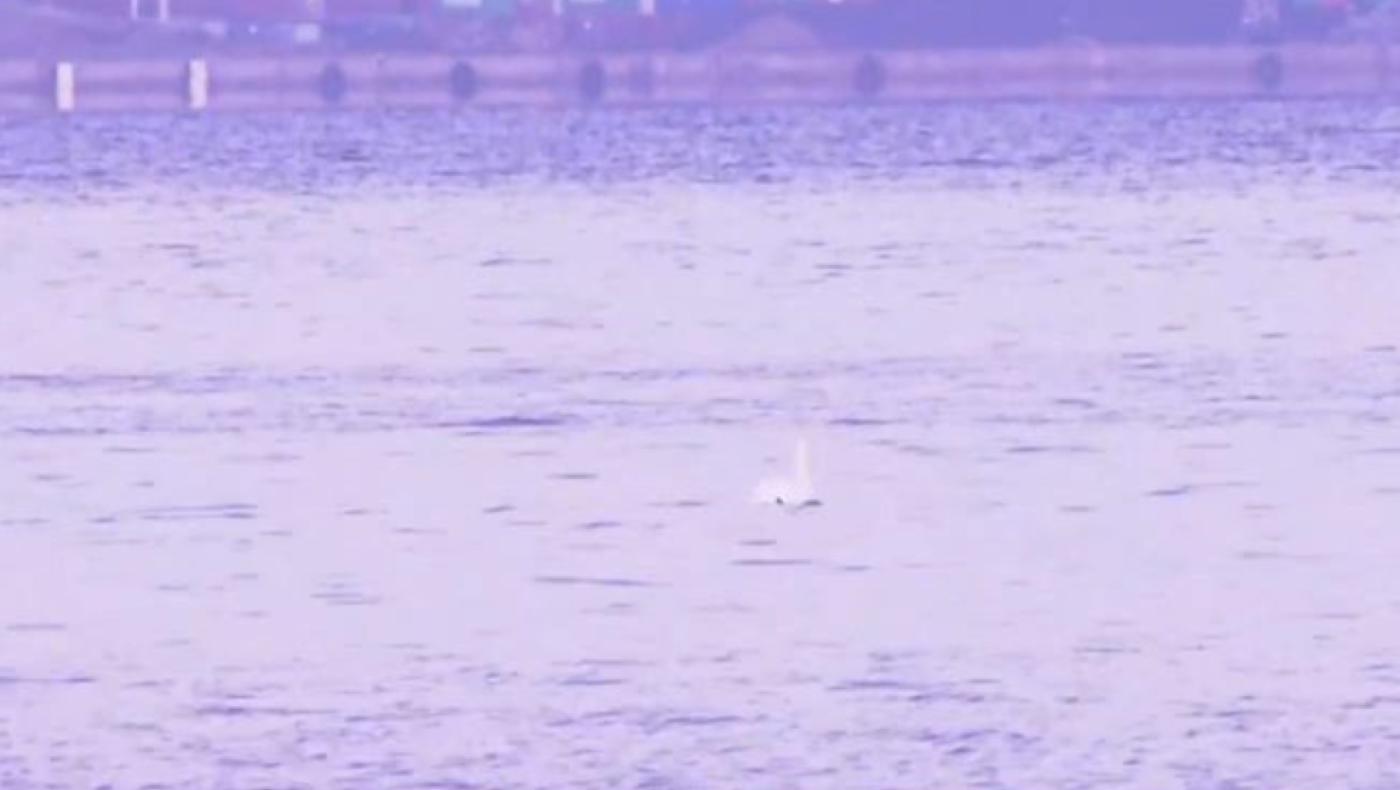 «Λίμνη των κύκνων» ο Θερμαϊκός - Το μοναδικό θέαμα στη Θεσσαλονίκη