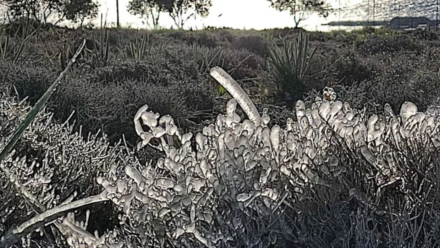 Ρόδος: Πάγωσαν τα λουλούδια από το ψύχος