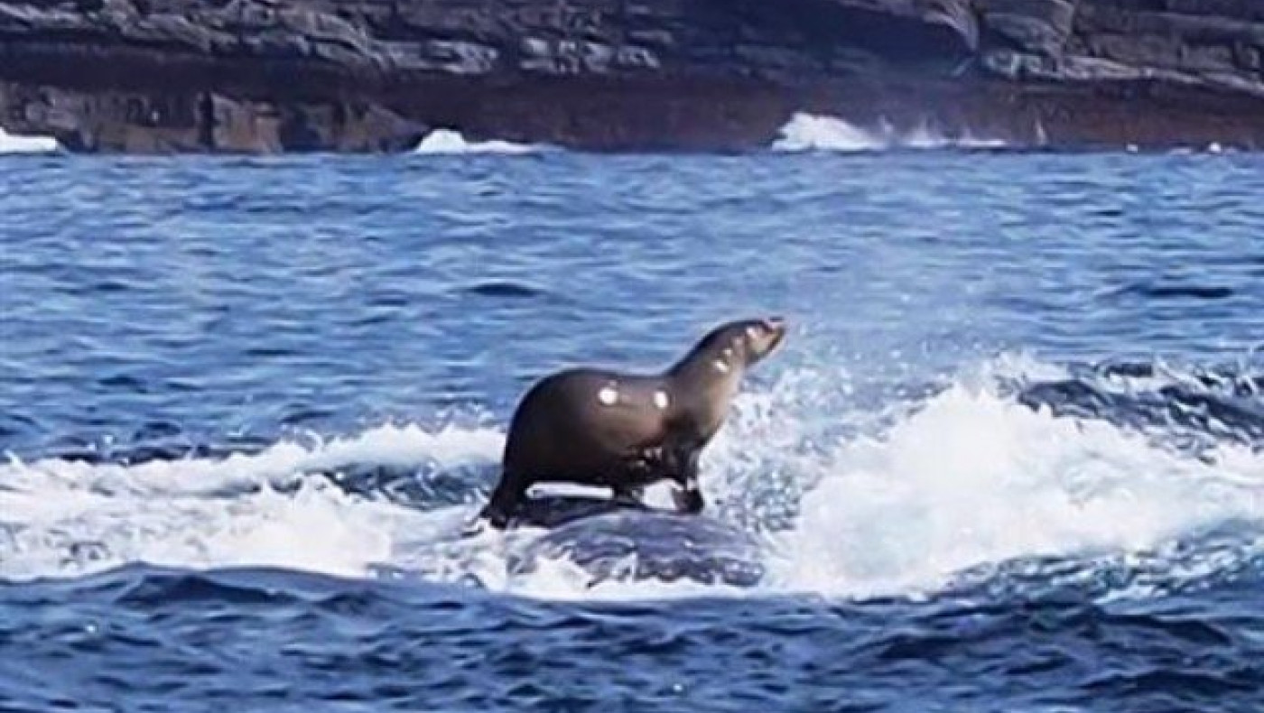 Φώκια πηδά σε βάρκα για να γλυτώσει από φάλαινες (video)