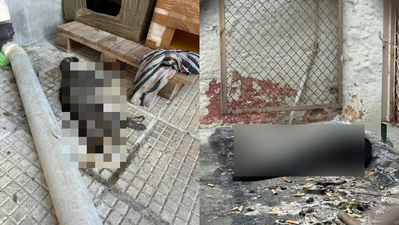 Θεσσαλονίκη: Πρώην αστυνομικός ο 56χρονος που δηλητηρίαζε αδέσποτες γάτες