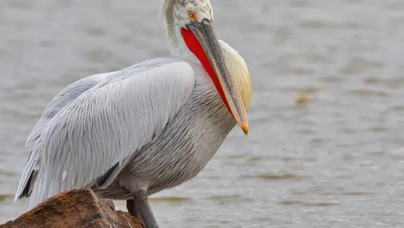 Αμύνταιο: Ο πομπός έσωσε αργυροπελεκάνο που έπαθε ηλεκτροπληξία