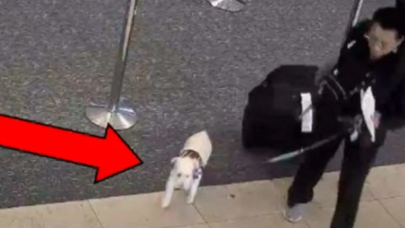 Φρίκη σε αεροδρόμιο: Σκότωσε τον σκύλο της επειδή δεν της επετράπη να τον έχει μαζί της!