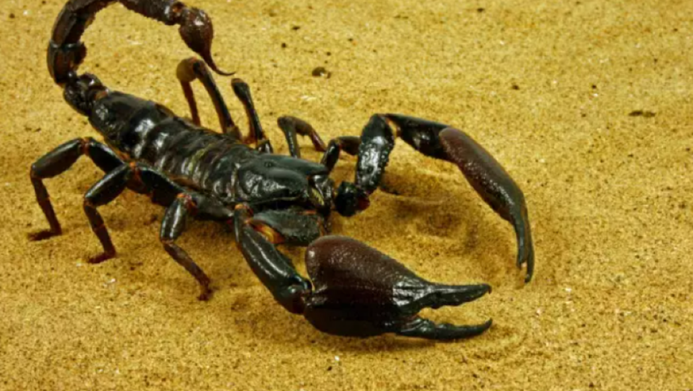 Χορός εκατομμυρίων γύρω από το δηλητήριο των σκορπιών