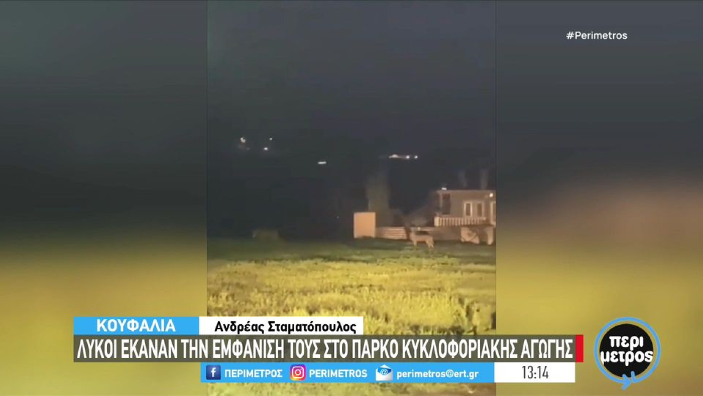Θεσσαλονίκη: Λύκοι κυκλοφορούν ανενόχλητοι στα Κουφάλια