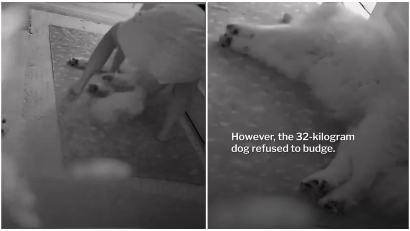 Ταϊλάνδη: Άνιωθο Σαμογέντ παραμένει ξαπλωμένο στη διάρκεια του μεγάλου σεισμού!