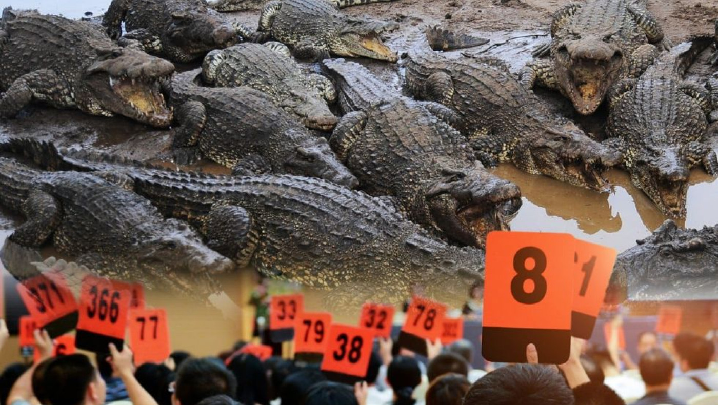 Κίνα: Κροκόδειλοι σε... δημοπρασία