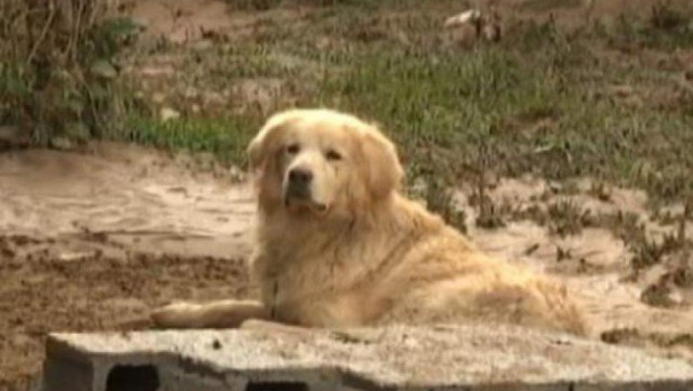 Δεν έφευγε από δίπλα του ο σκύλος τού 77χρονου που πνίγηκε στη Λακωνία