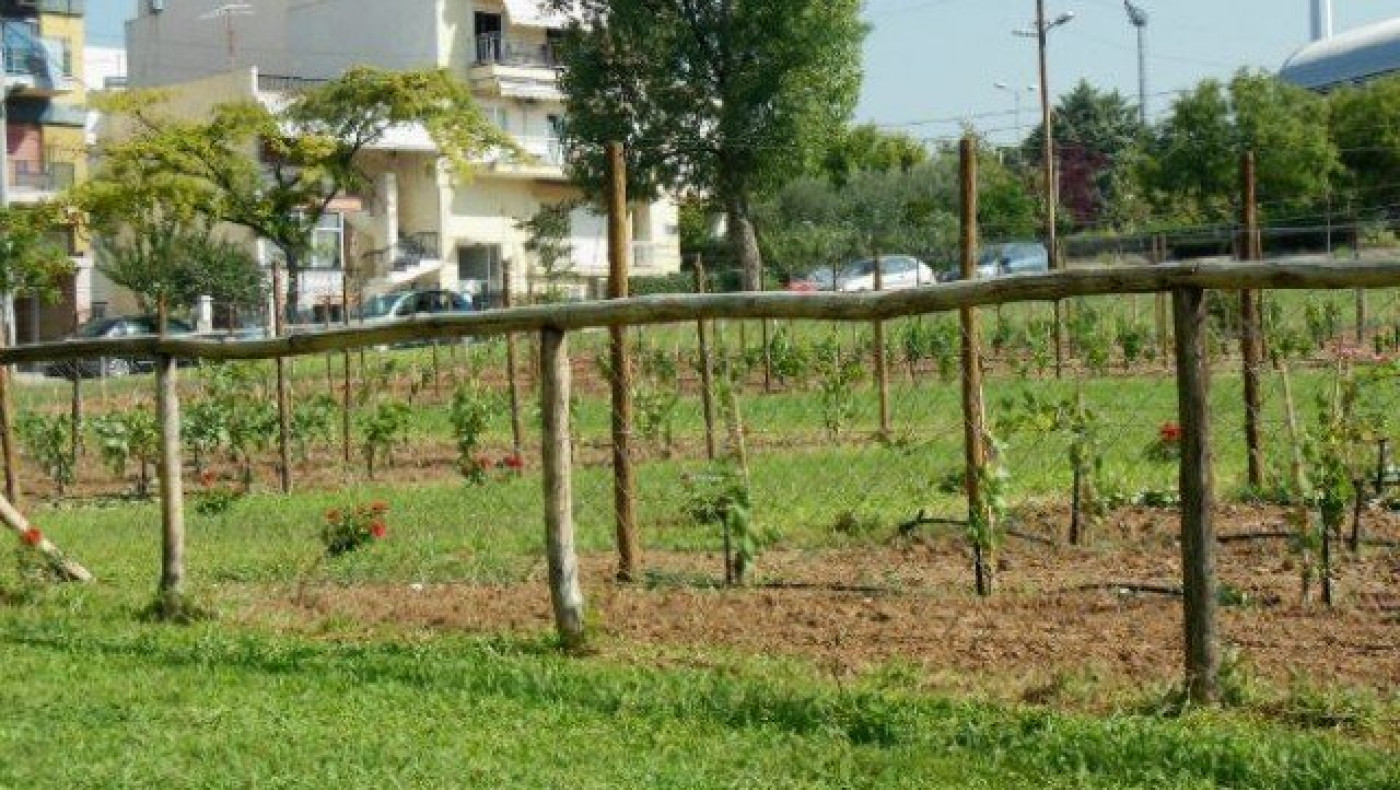 Εκδήλωση με τη συμμετοχή πολιτών στον τρύγο τού αστικού αμπελώνα