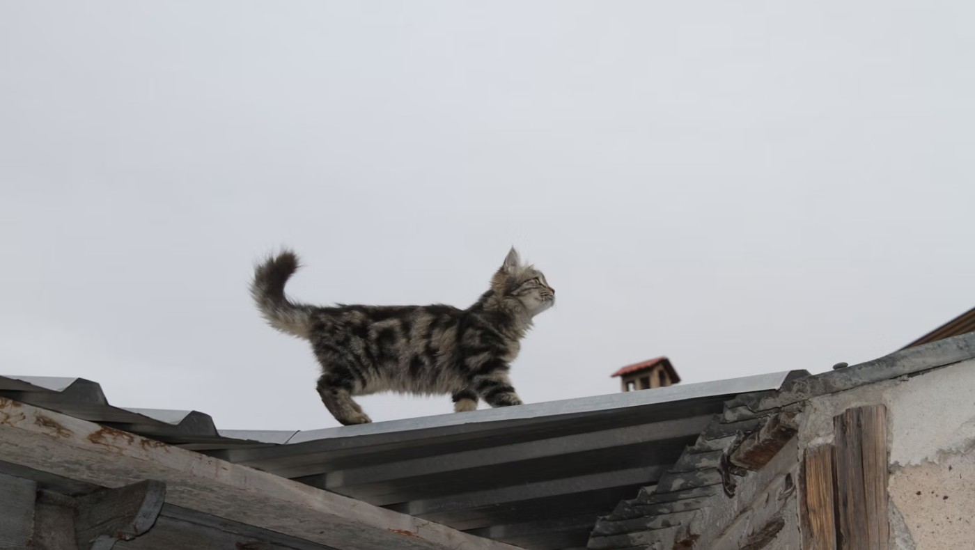 Γιατί οι φιλόζωοι ζητούν εντατικοποίηση των ελέγχων για βεγγαλικά;