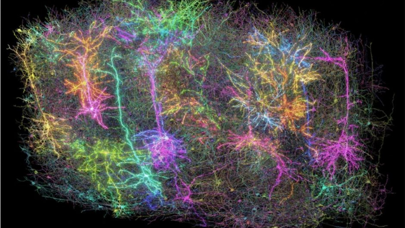 Χιλιόμετρα συνδέσεων χαρτογραφήθηκαν σε έναν κόκκο εγκεφαλικού ιστού