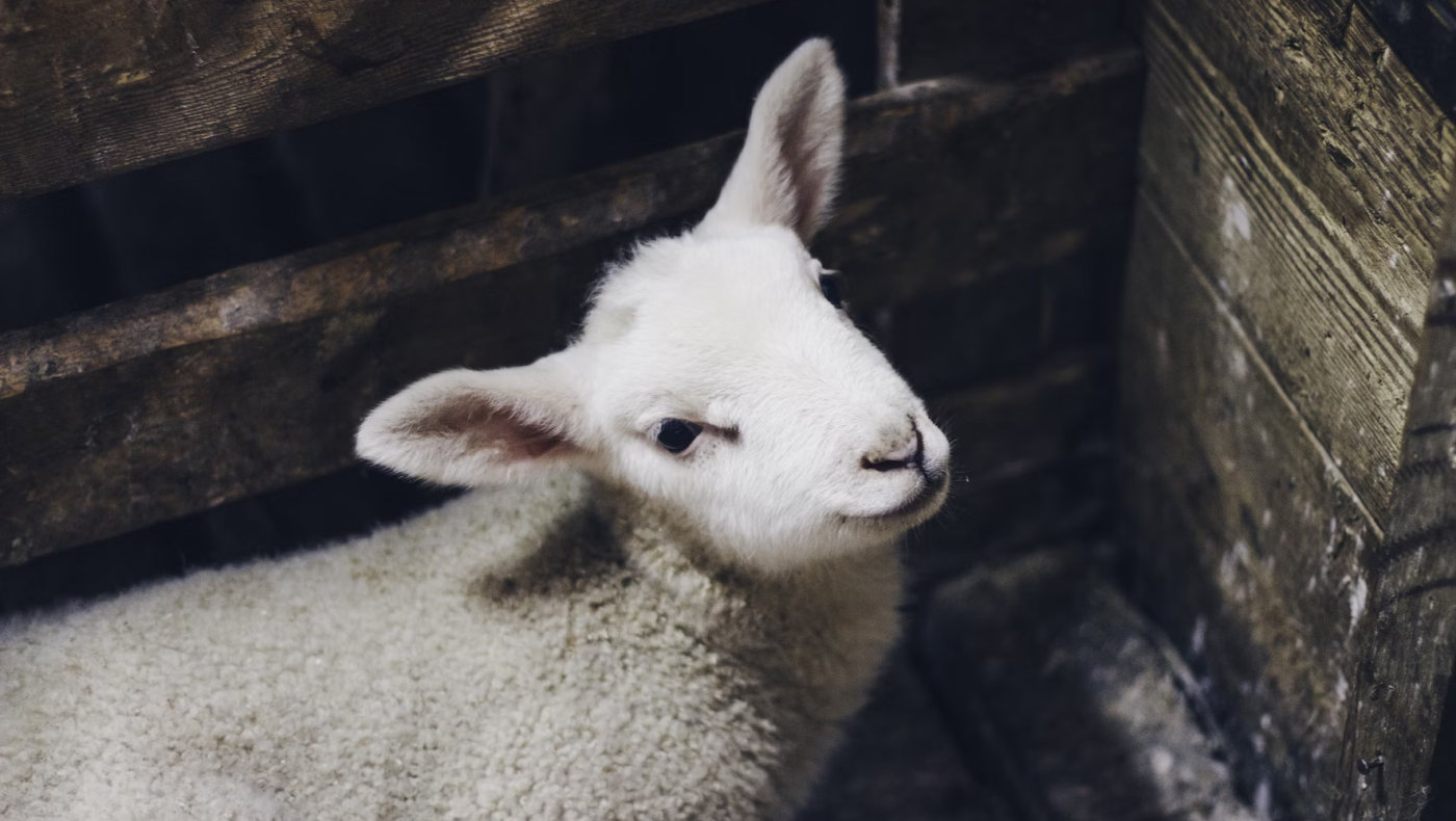 Λάρισα: Έκλεψαν αμνοερίφια που θα έσφαζαν για το Πάσχα!