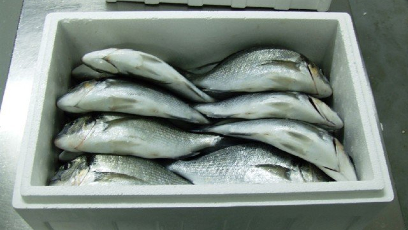 Θεσσαλονίκη: Κατασχέθηκαν 35 κιλά τσιπούρες στη Νέα Μηχανιώνα