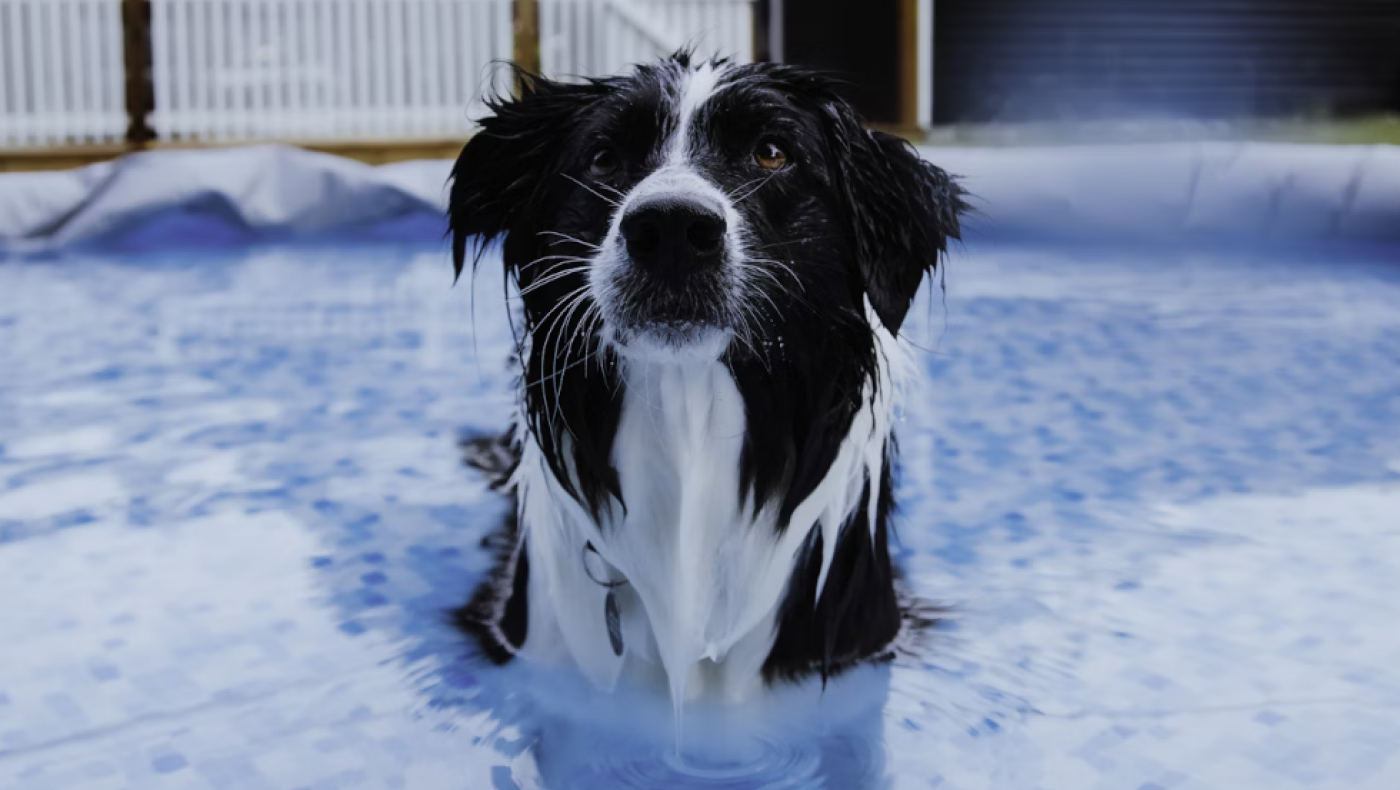 «Bark Your Mind»: Ποια είναι η νέα απαράδεκτη μόδα βασανισμών σκύλων στο TikTok