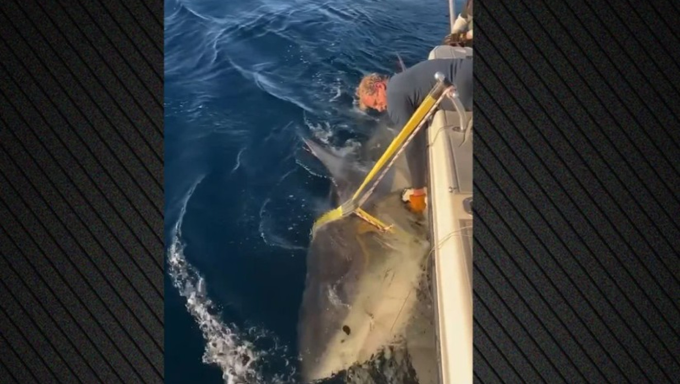 Πού εμφανίστηκε ο μεγαλύτερος λευκός καρχαρίας-Ποιος είναι ο Contender