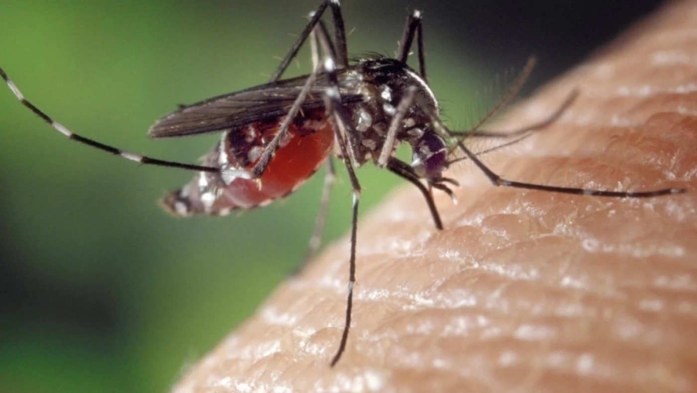 Η μοναδική χώρα που δεν έχει κουνούπια: Το φυσικό «θαύμα» που απειλείται από την κλιματική αλλαγή