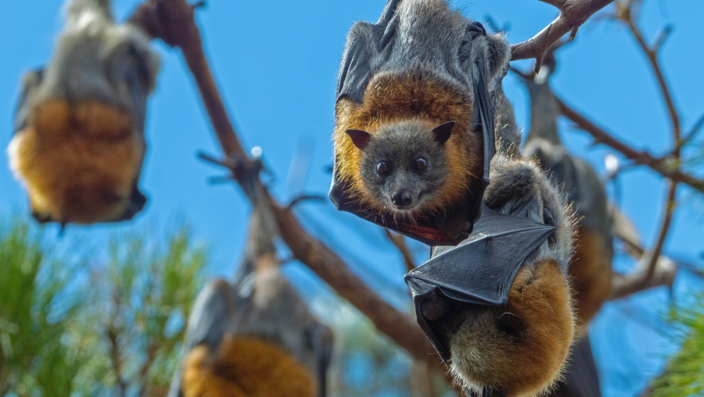 Γιατί οι νυχτερίδες δεν νοσούν από καρκίνο και τι σημαίνει αυτό για τους ανθρώπους;