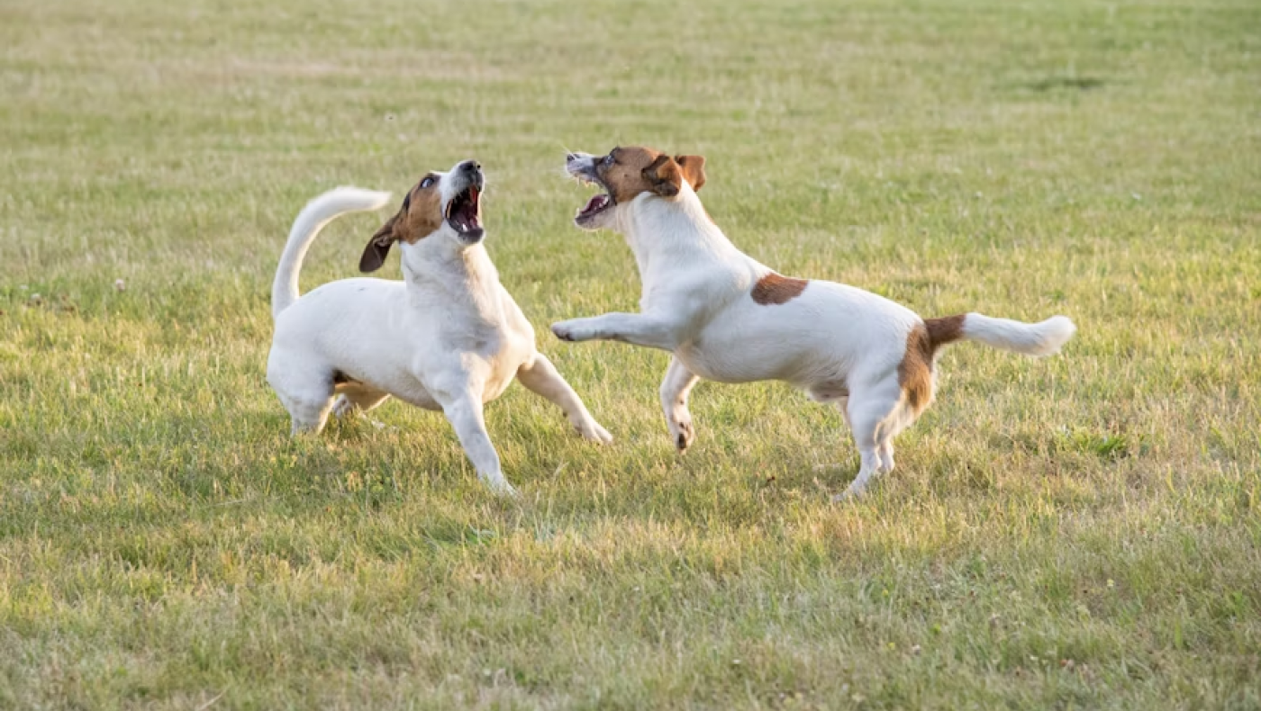 Βόλος: Αδέσποτα σκυλιά επιτέθηκαν και δάγκωσαν ανήλικο