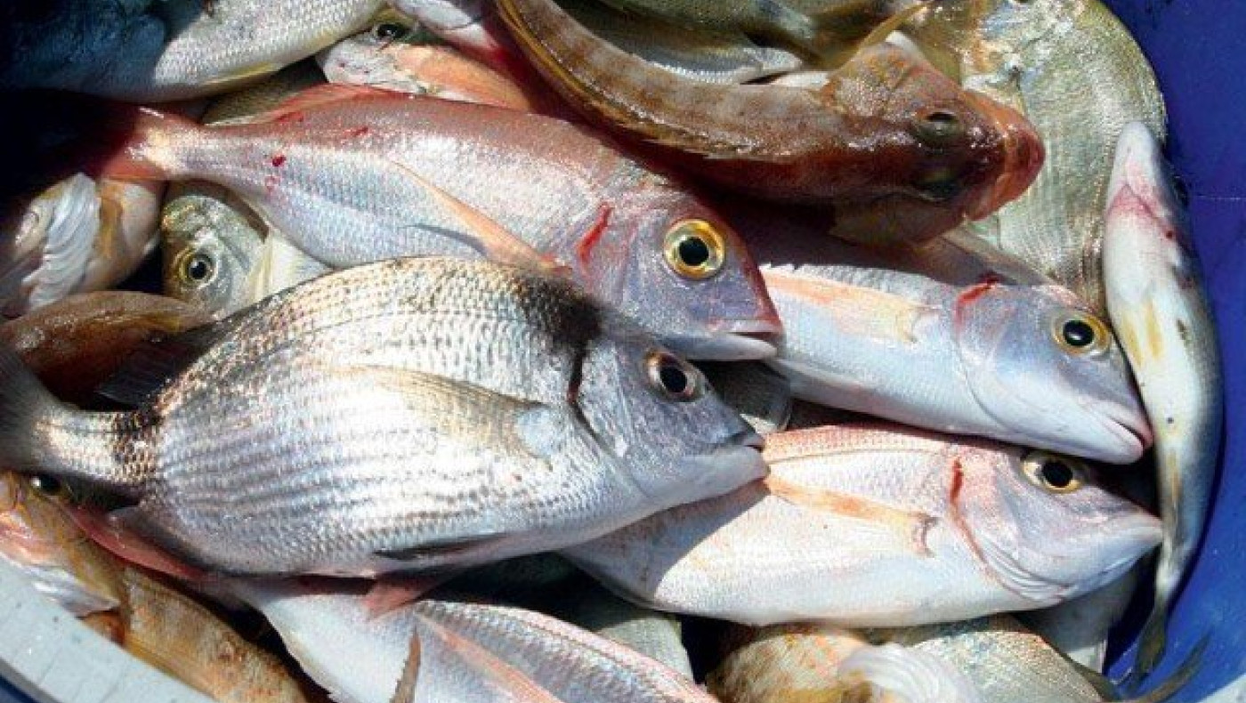 Θεσσαλονίκη: Κατασχέθηκαν τσιπούρες & μπακαλιάροι στη Νέα Μηχανιώνα