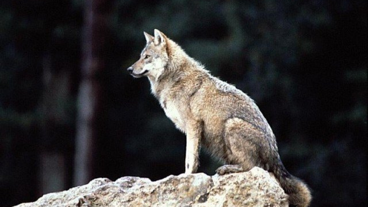 Ο λύκος φυλάει                          τα πρόβατα;