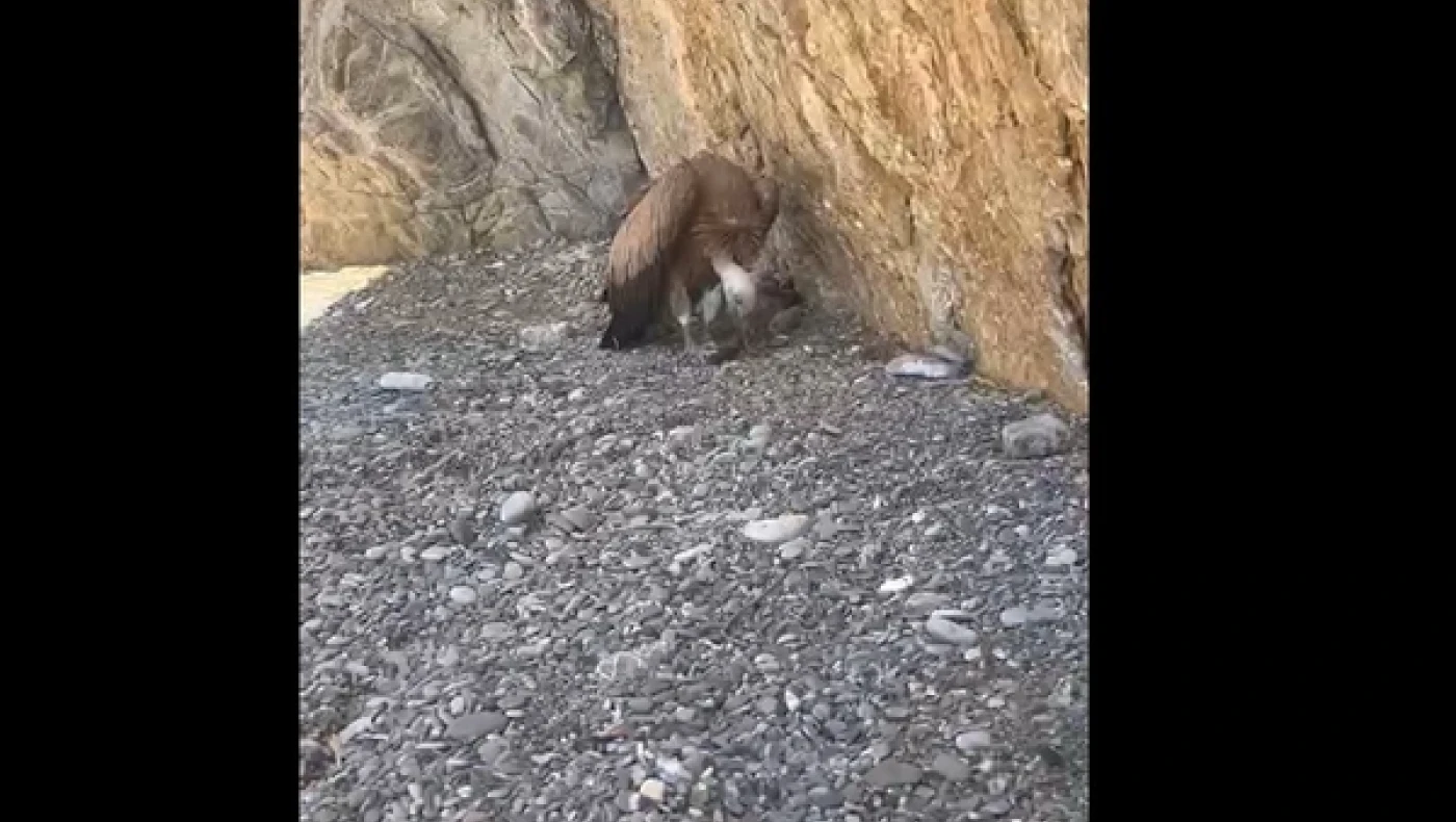 Εξαντλημένος γυπαετός εγκλωβίστηκε σε βράχια