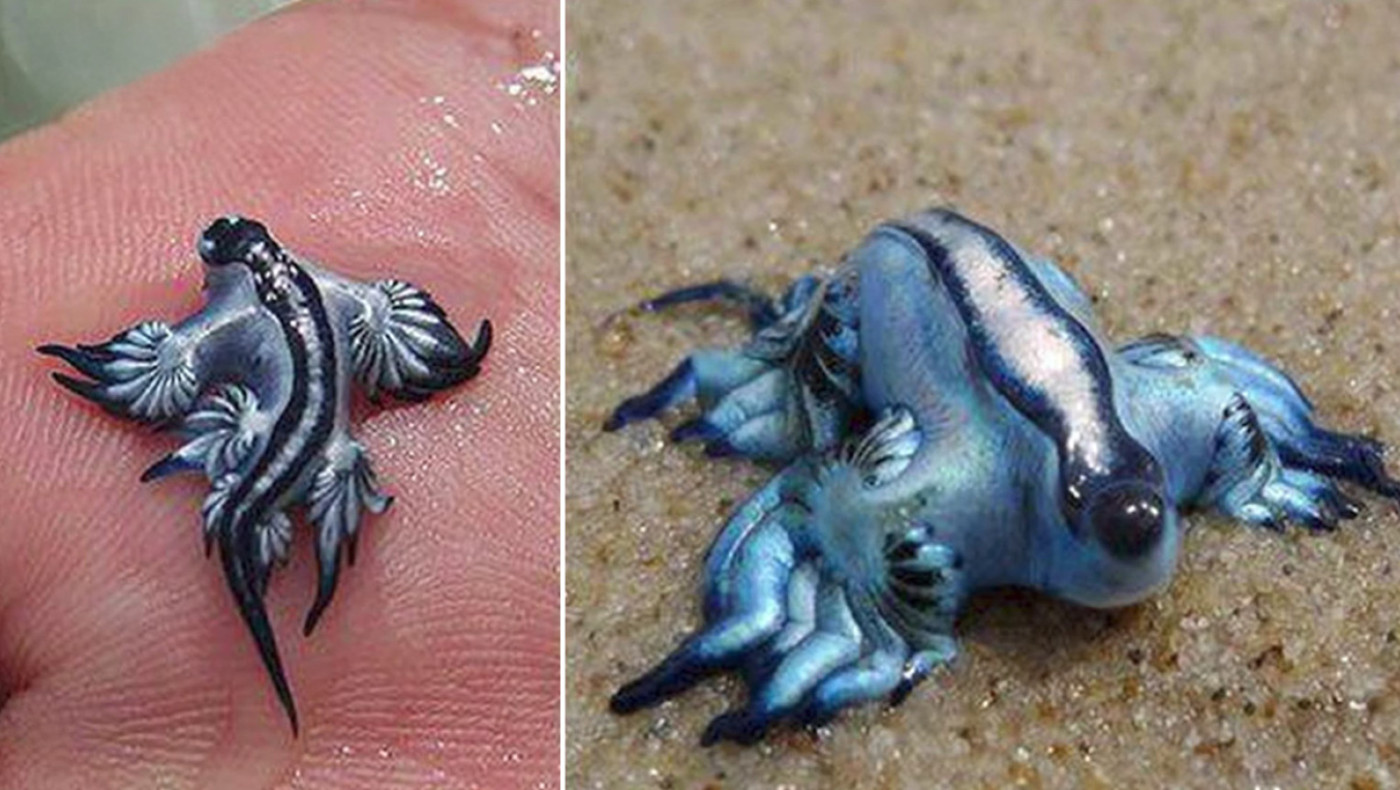 Συναγερμός στην Ισπανία: Εμφάνιση των Επικίνδυνων «Μπλε Δράκων» στις Παραλίες της Costa Blanca