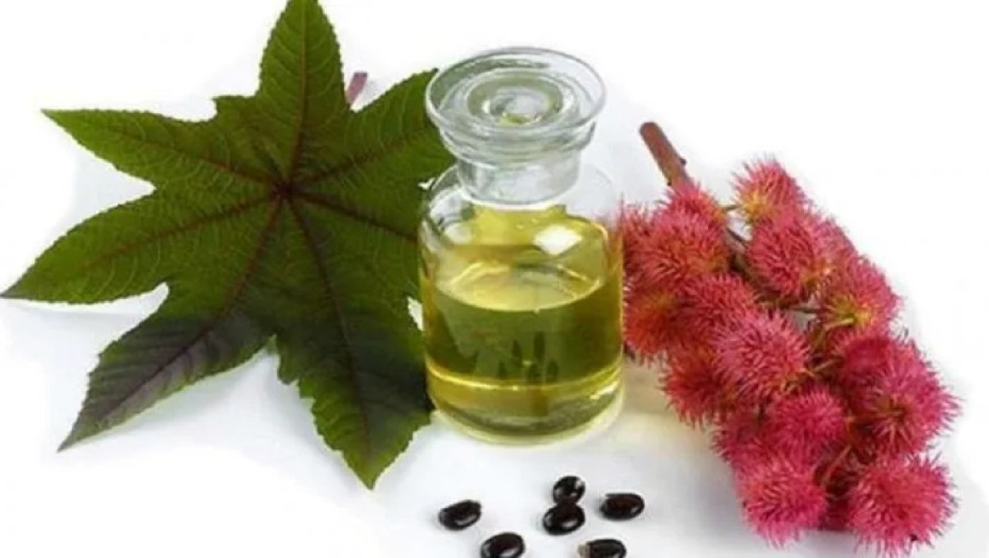 Καστορέλαιο: Το λάδι που γνωρίζει την αποθέωση στο Tik Tok και κάνει «θαύματα»