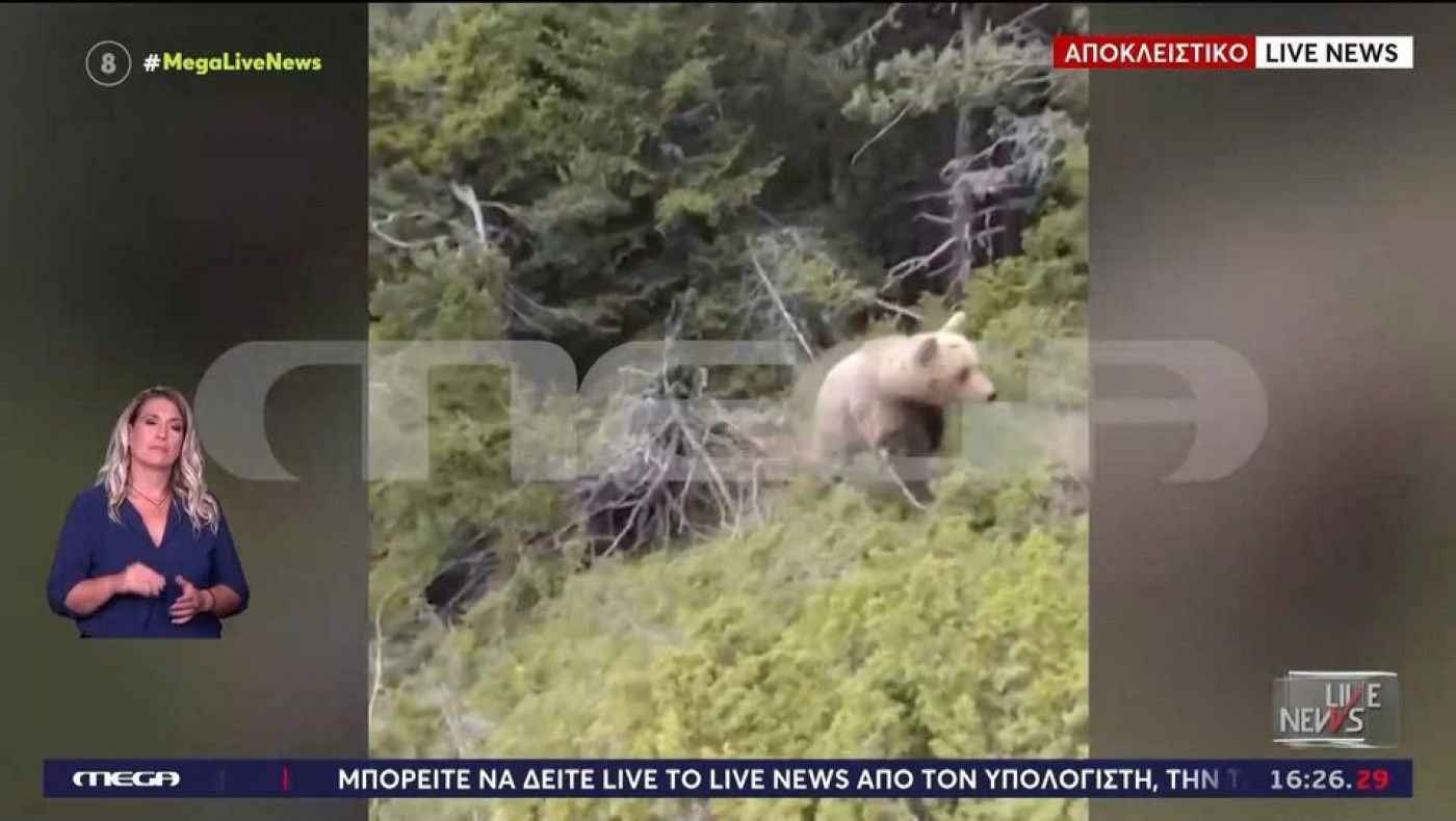 Συγκλονιστικό βίντεο: Αρκούδα επιτίθεται σε ορειβάτη στη Δράμα-Η πτώση του στον γκρεμό