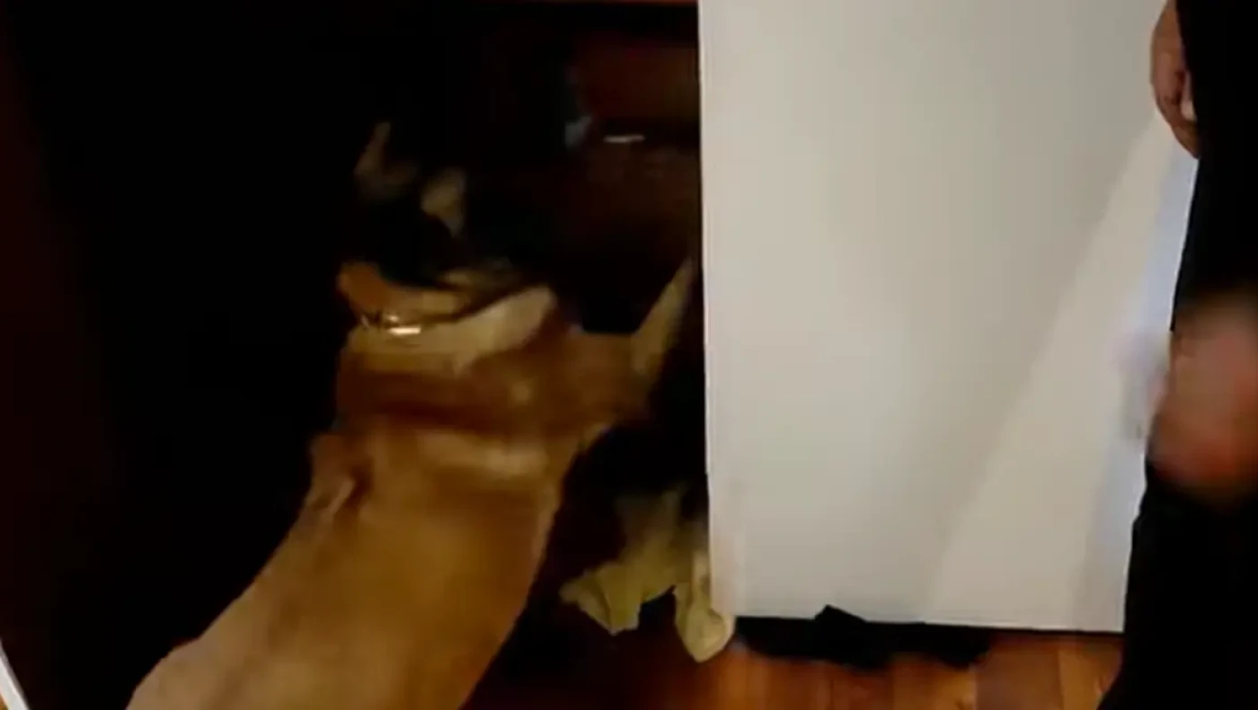 Θεσσαλονίκη: Ο IRIS μύρισε ένα κιλό κοκαΐνης και πέντε κιλά κάνναβης