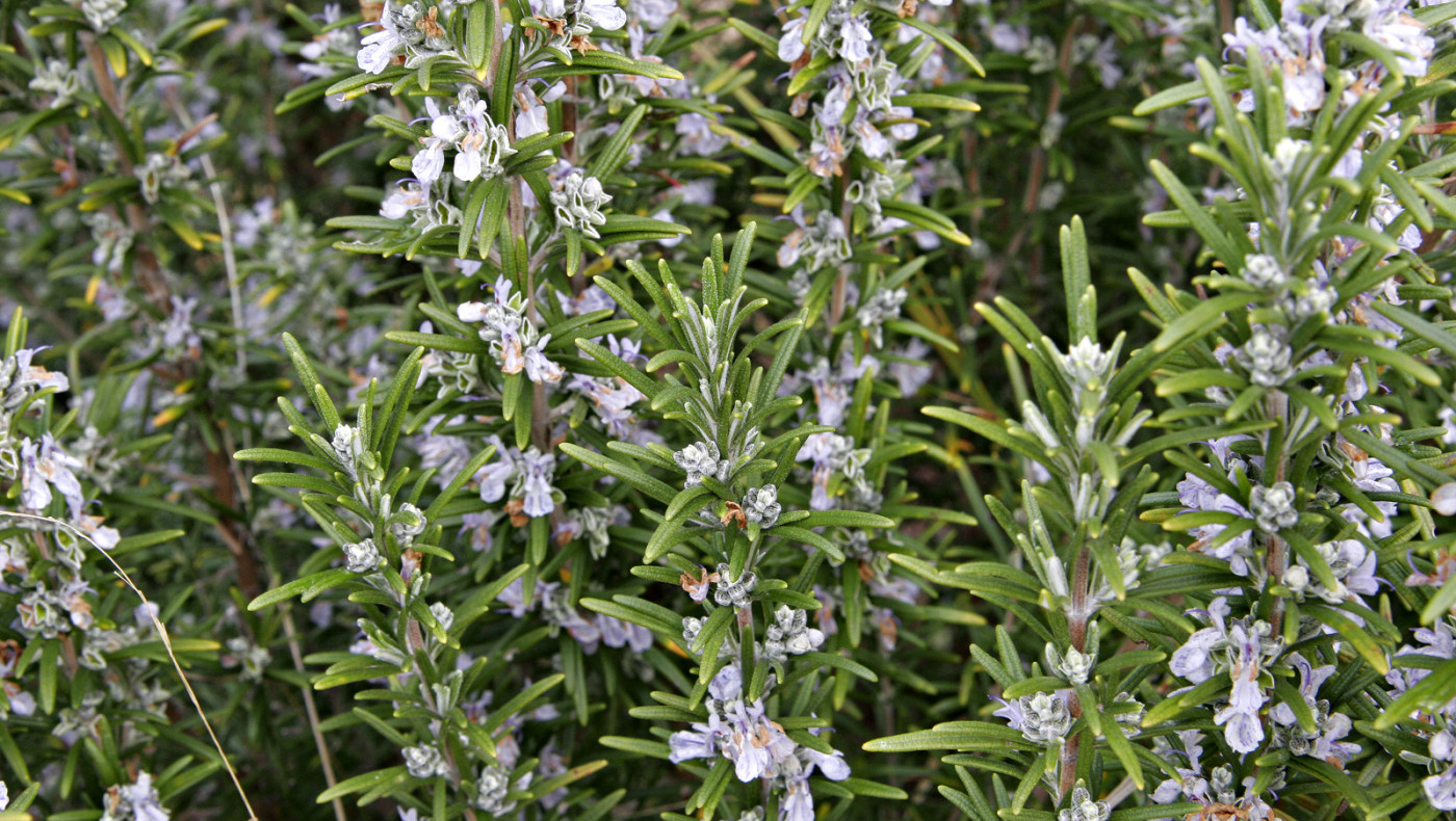 Θεσσαλονίκη: Στα κρατητήρια για... ένα κλαράκι δενδρολίβανο