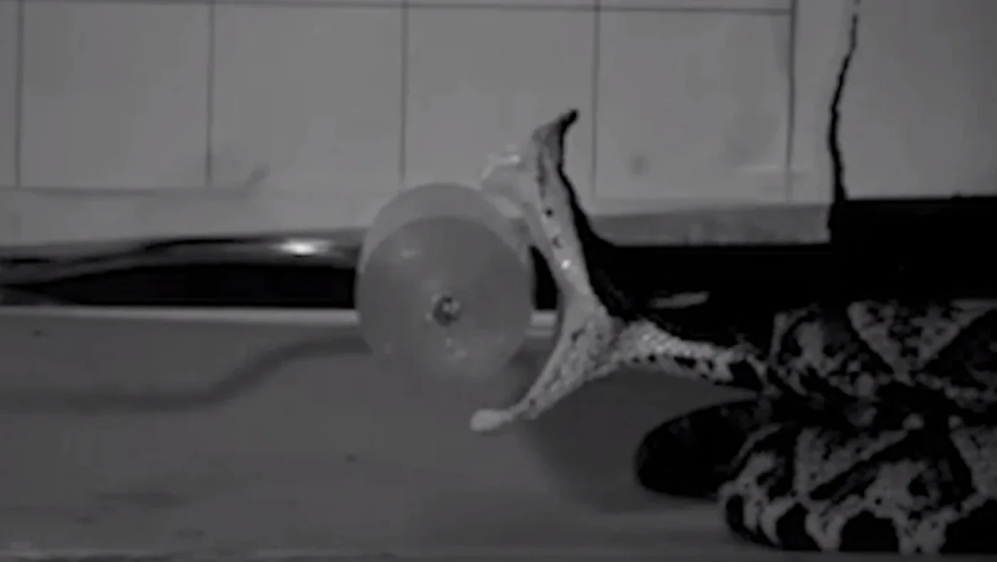 Η τέχνη του θανάτου: Πώς τα φίδια σκοτώνουν σε 60 χιλιοστά του δευτερολέπτου