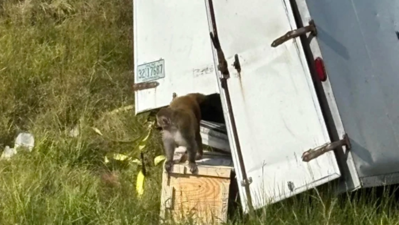 Μαϊμούδες διέφυγαν από τροχαίο και τις σκότωσαν επειδή ήταν «μολυσμένες»