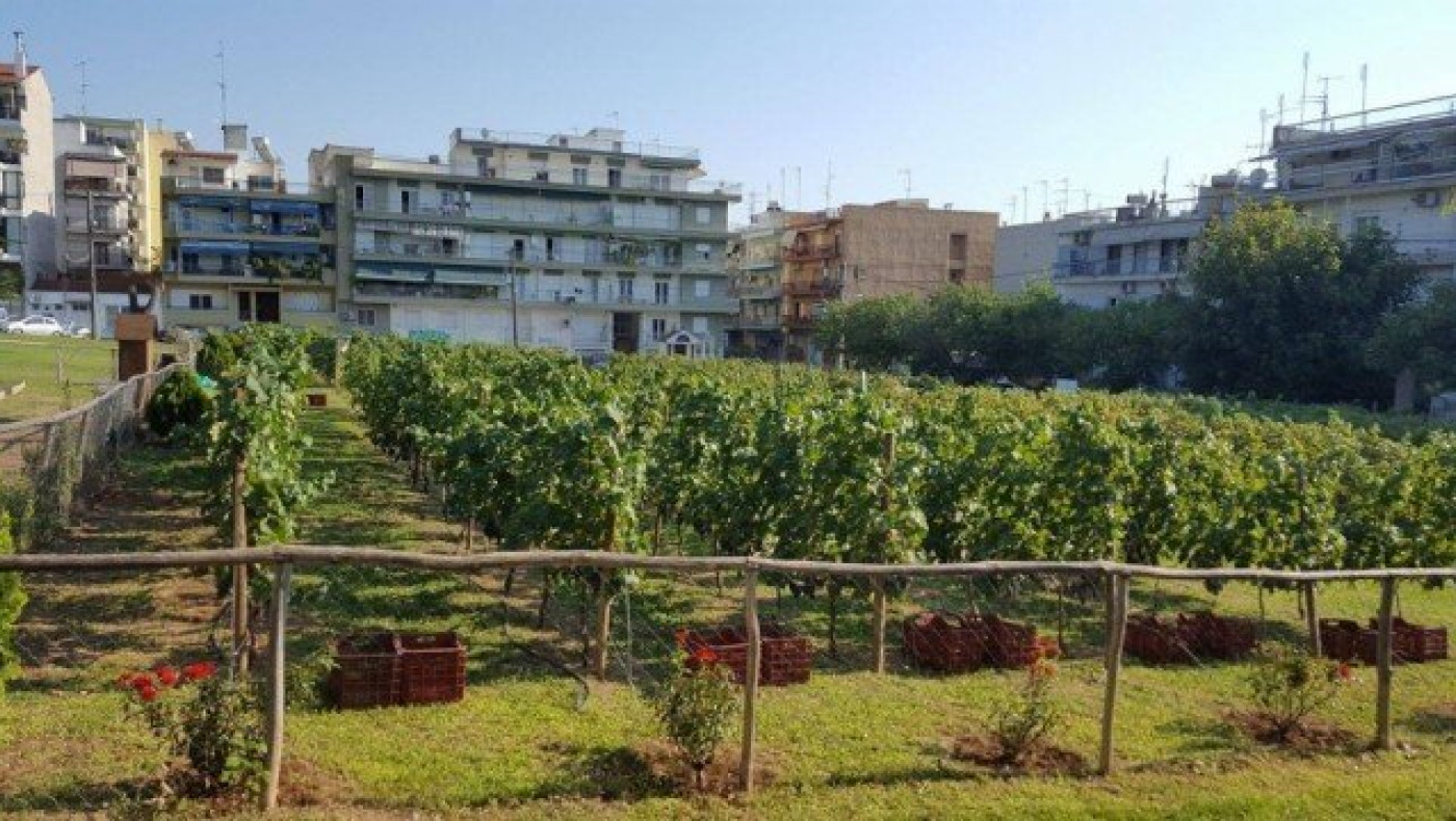 Tο πρώτο κρασί του αστικού αμπελώνα του δήμου Θεσσαλονίκης