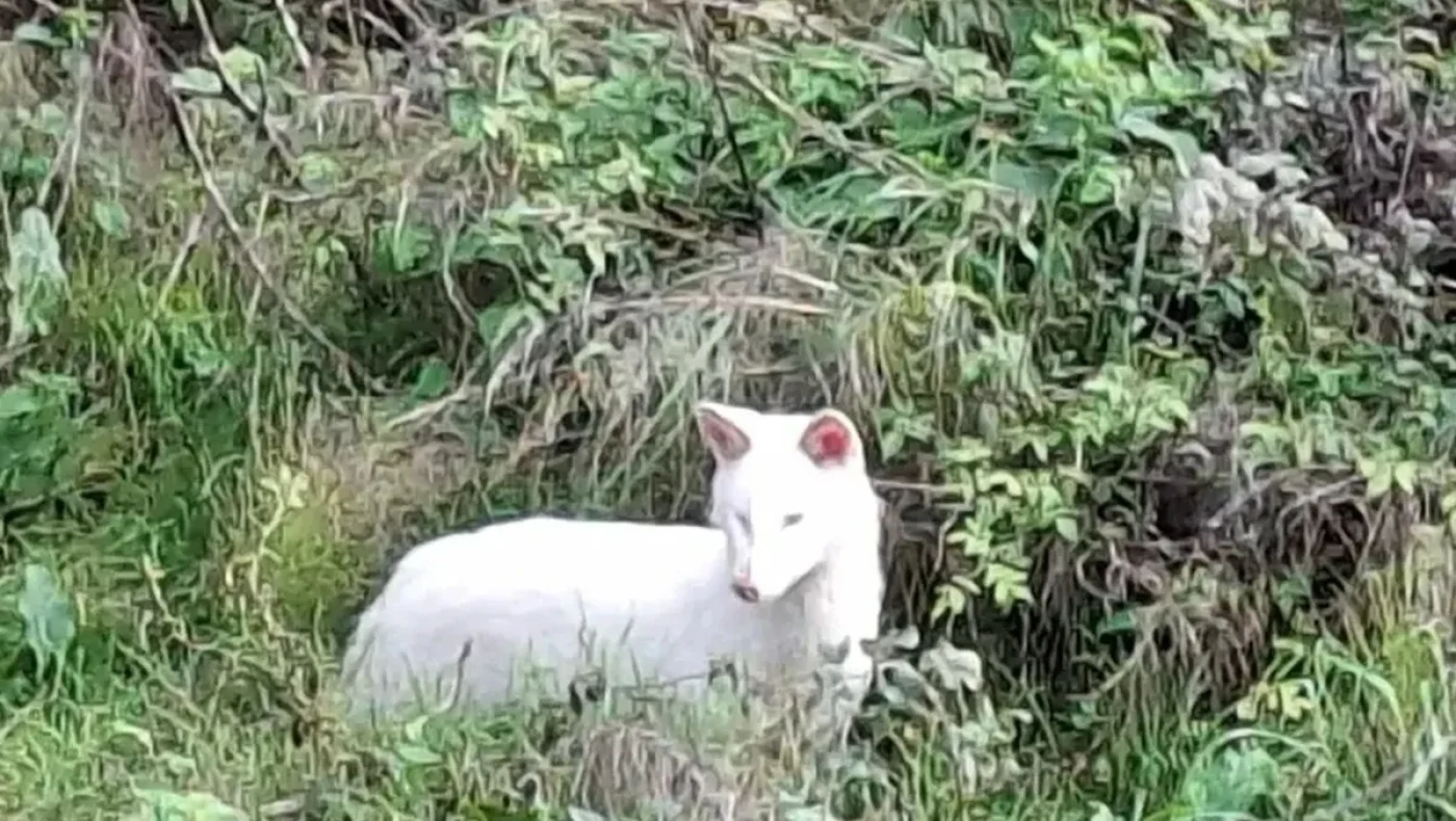Σπάνιο λευκό τσακάλι εντοπίστηκε στην Τριφυλία Μεσσηνίας