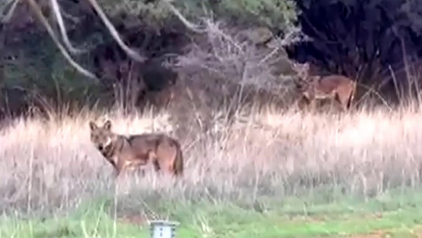 Ανησυχία στη Θεσσαλονίκη: Εμφανίστηκαν λύκοι στη Θέρμη