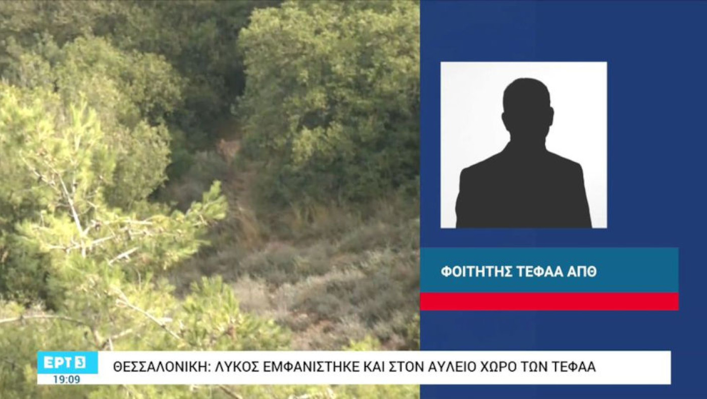 Θεσσαλονίκη: Λύκος στον αύλειο χώρο του ΤΕΦΑΑ!