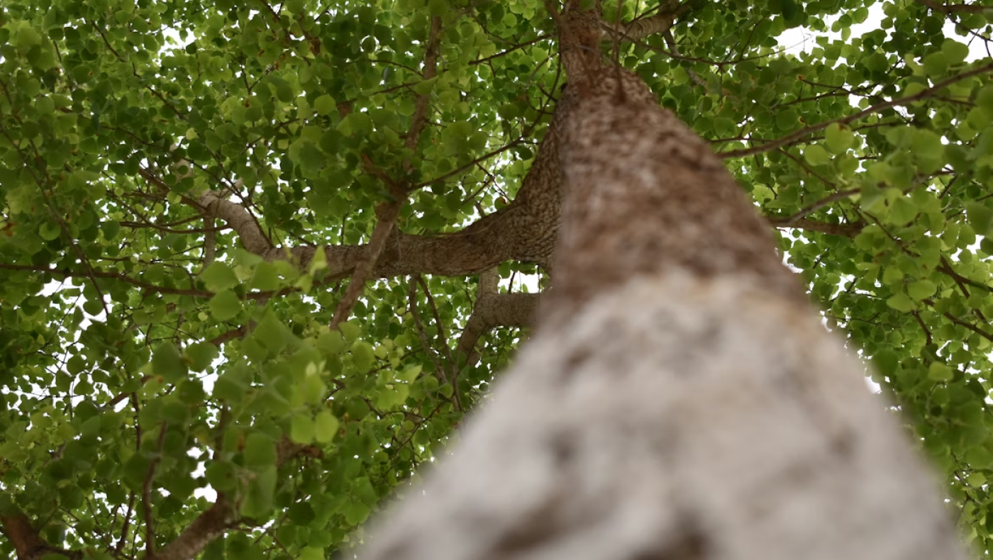 Χαλκιδική: Νεκρός 79χρονος που καταπλακώθηκε από κορμό δέντρου
