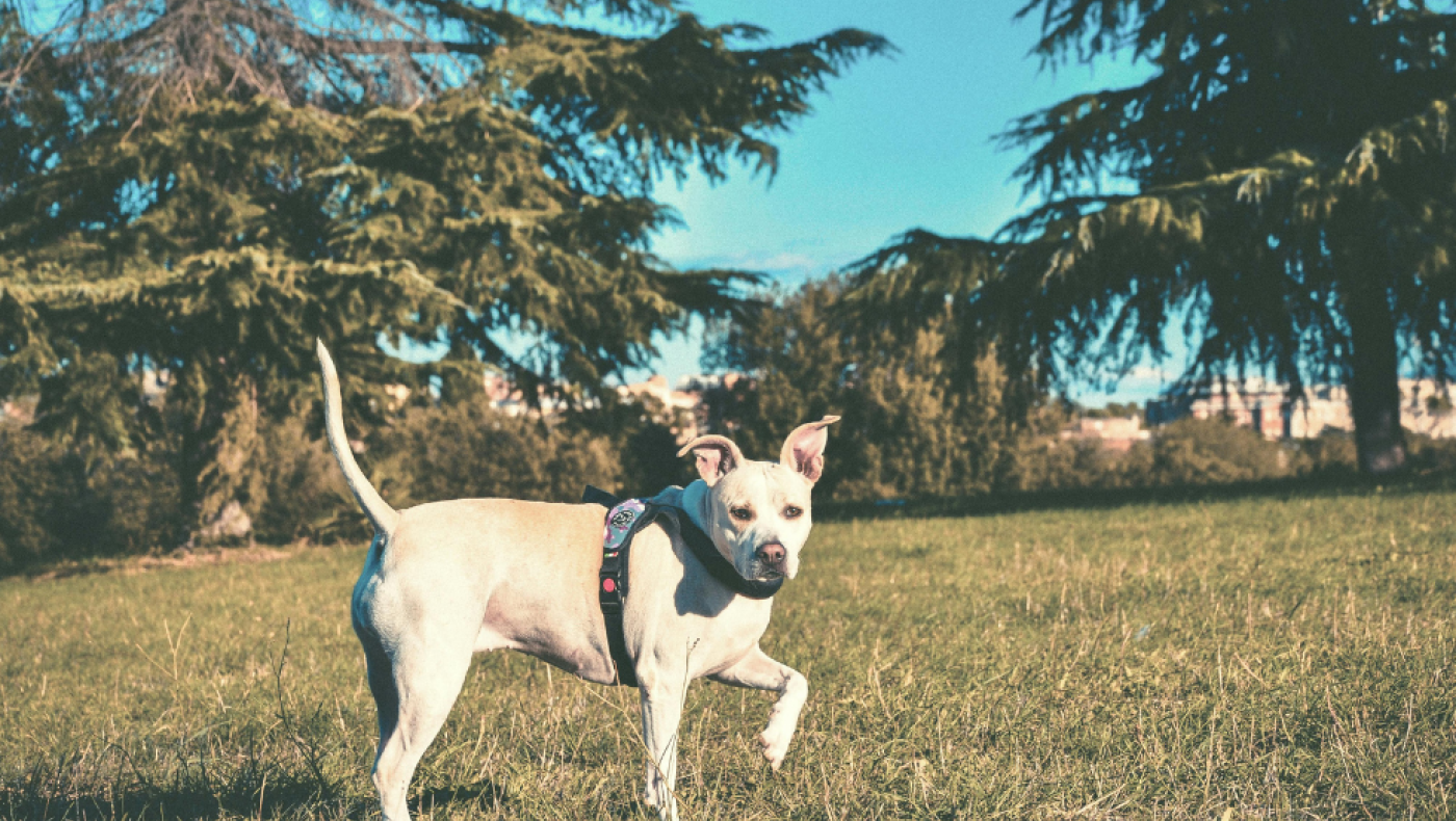 Pitbull: Πόσο αιμοβόρος και επιθετικός σκύλος είναι;