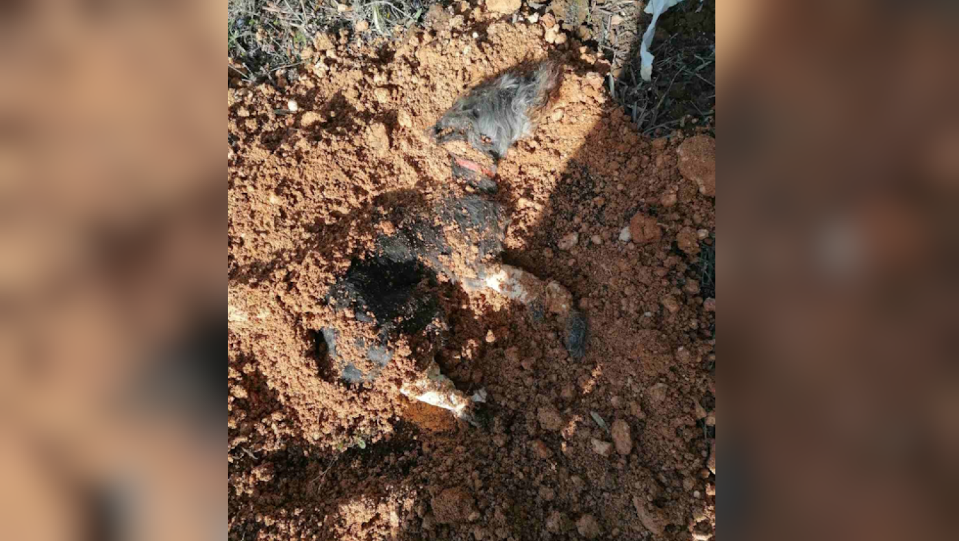 Κόλαφος η ΕΛΑΣ για τον 90χρονο που έθαψε ζωντανό σκύλο: «Ποιος έχει 4 πόδια»