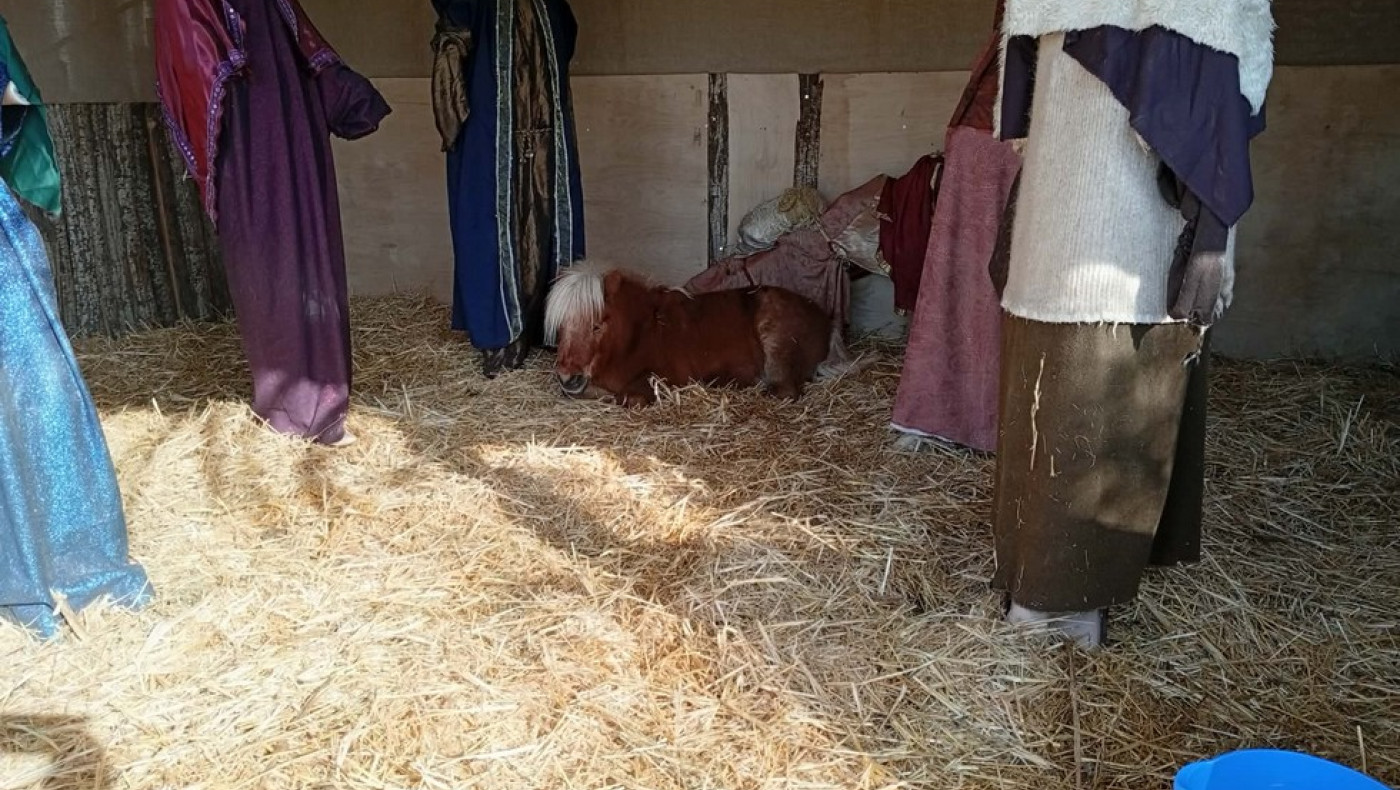 «Πόλεμος» Μπέου με φιλοζωική: Καταγγελία για ζωντανό πόνι στη χριστουγεννιάτικη φάτνη Βόλου!