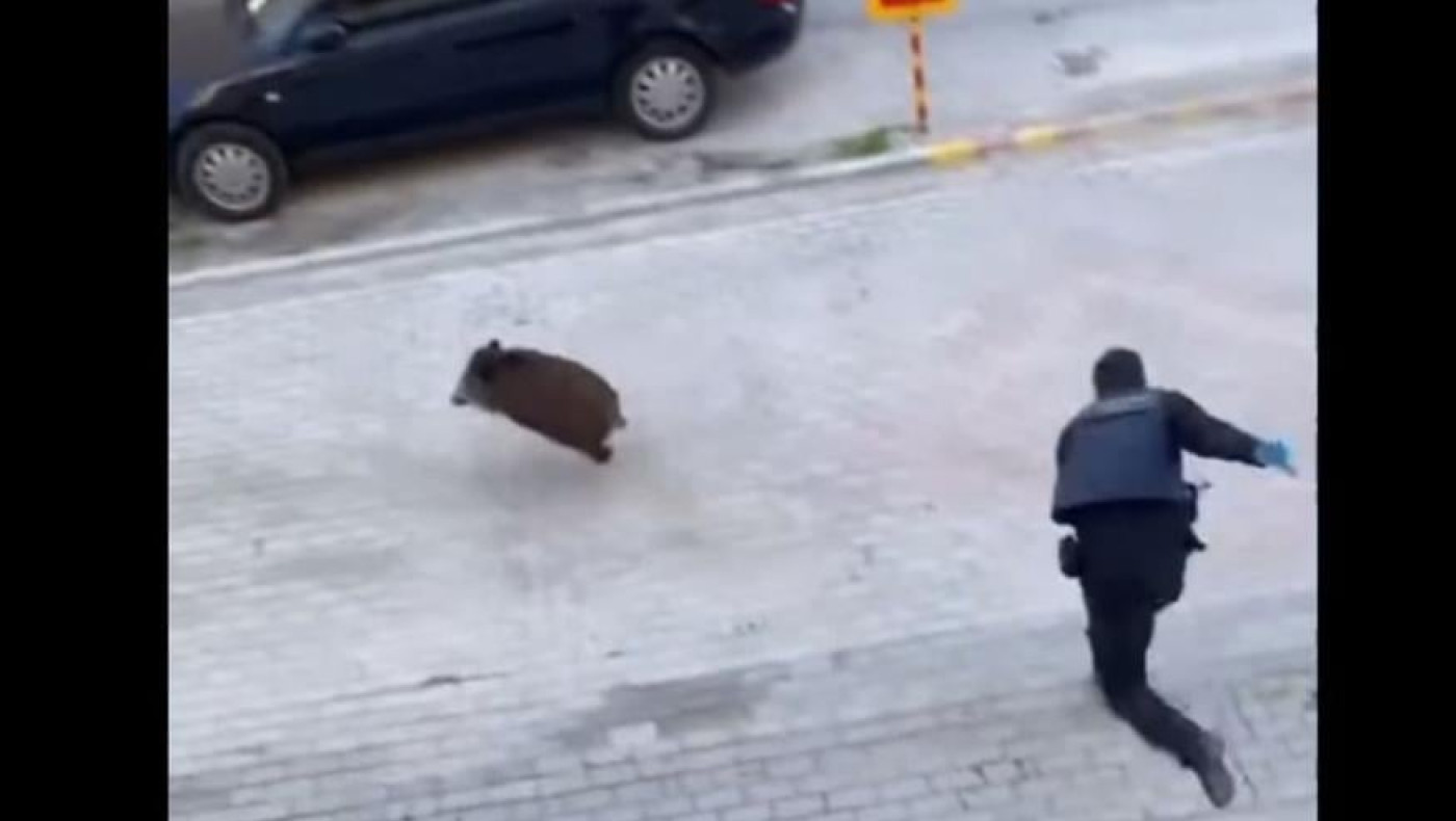 Αναστάτωση στον Εύοσμο από απρόσμενο «επισκέπτη»-Αγριογούρουνο στους κεντρικούς δρόμους!