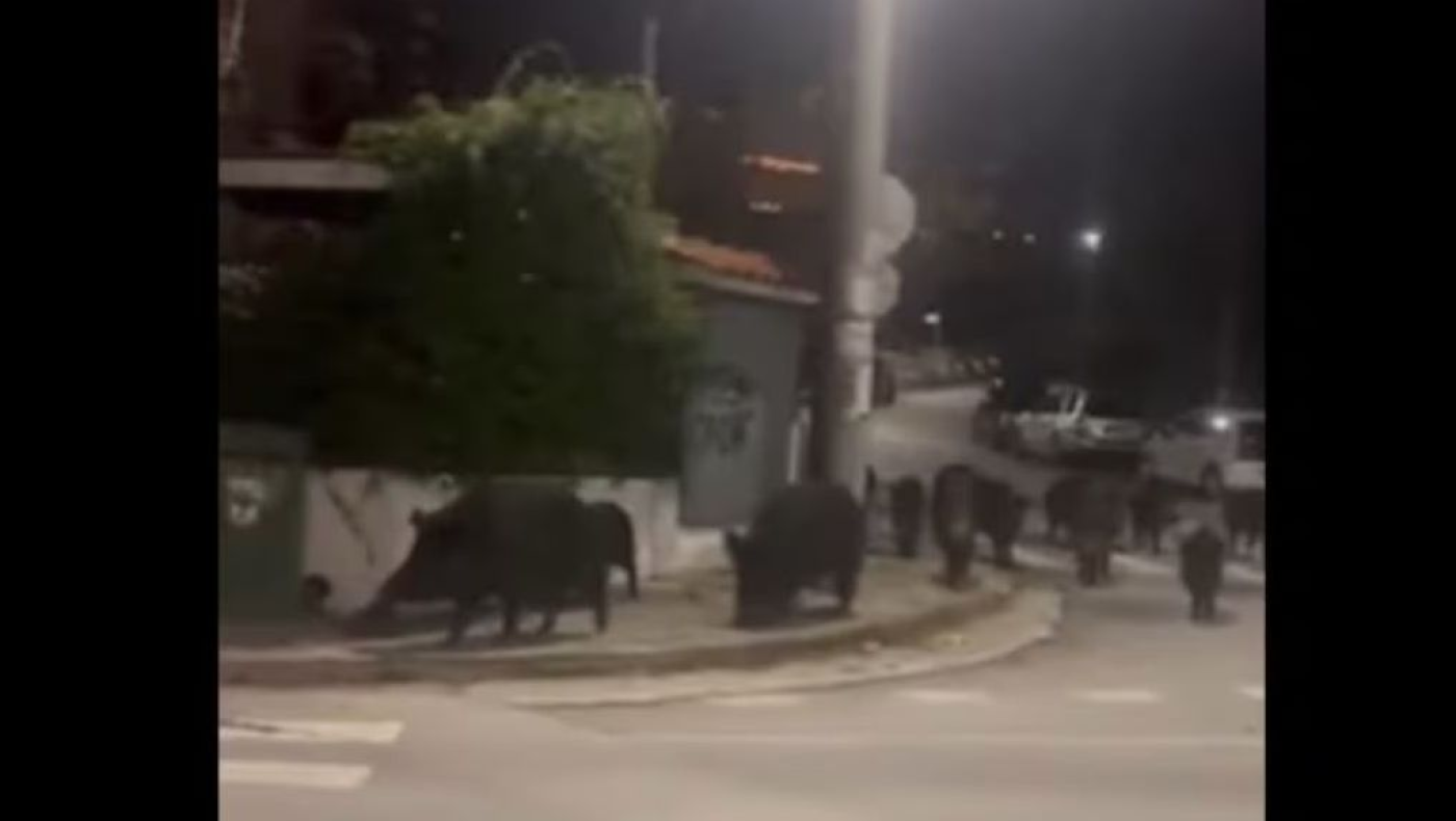 Αγέλη αγριογούρουνων «βόλταρε» πλάι σε σπίτια στο Πανόραμα