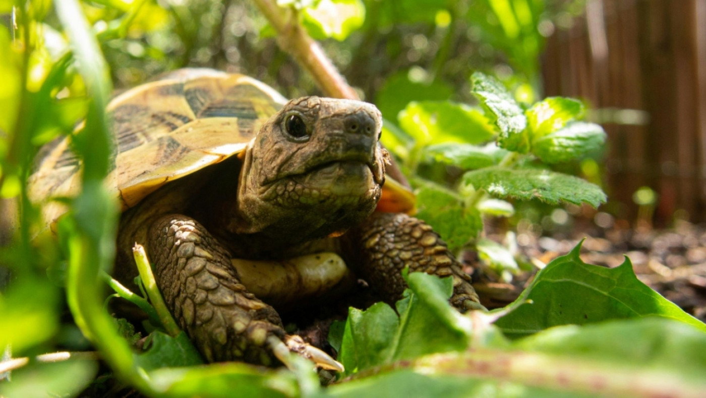 Αρσενικές χελώνες κακοποιούν τις θηλυκές σε νησί της Μεγάλης Πρέσπας και αυτές «αυτοκτονούν» για να γλιτώσουν