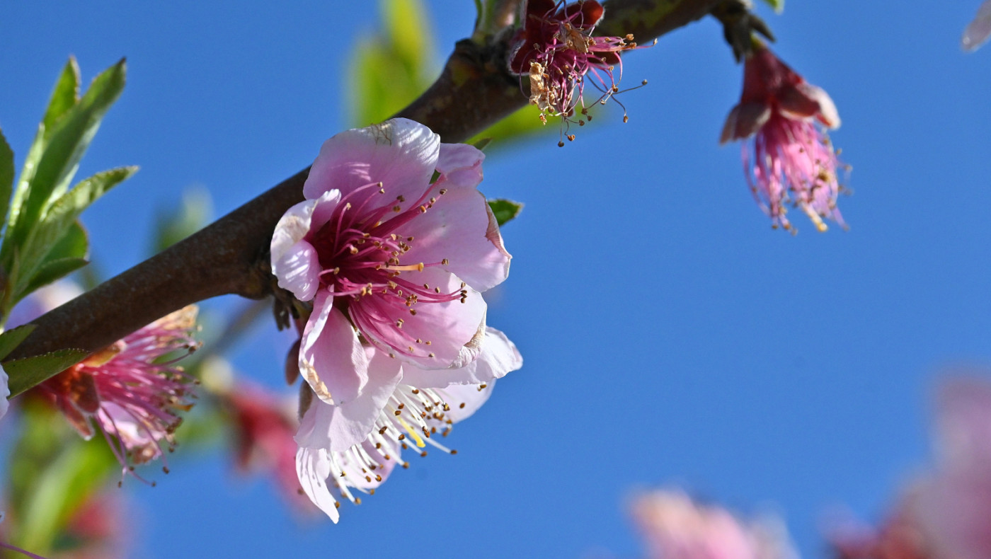 Με ανοιξιάτικο καιρό κλείνει ο Φεβρουάριος - Τι θα φέρει ο Μάρτης
