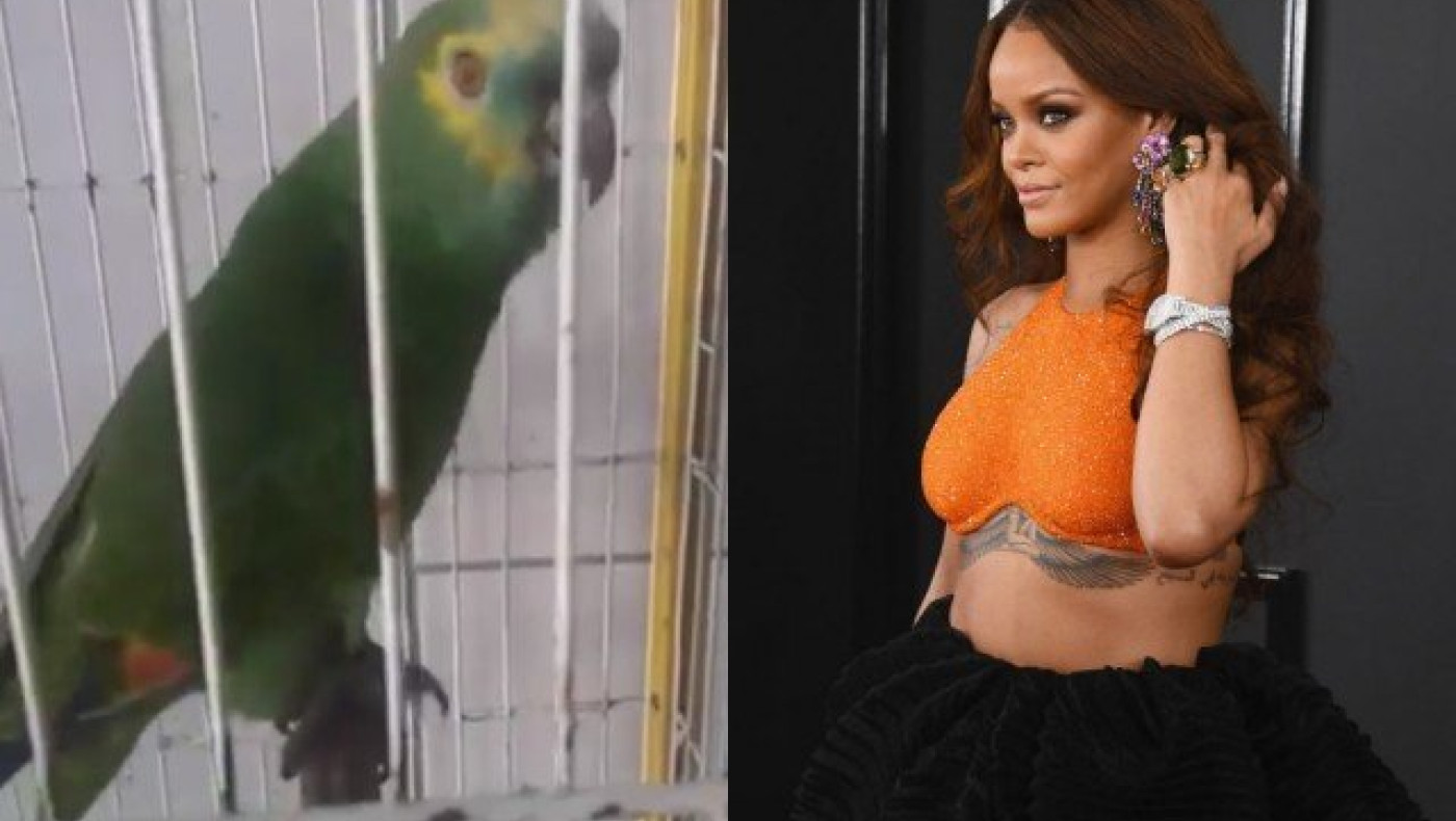 Παπαγάλος τραγουδάει Rihanna και είναι… καλύτερος! (ΒΙΝΤΕΟ)