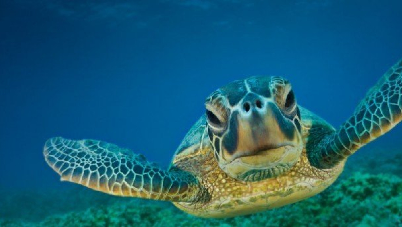 ΣΟΚ στη Νάξο: Αποκεφάλισαν 10 θαλάσσιες                       χελώνες!