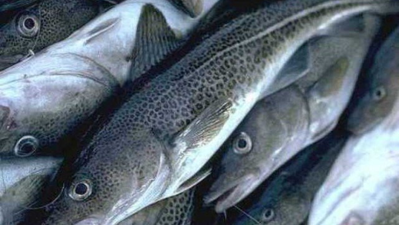 Νέας Μηχανιώνα: Κατασχέθηκαν 87 κιλά μπακαλιάρου στην Ιχθυόσκαλα