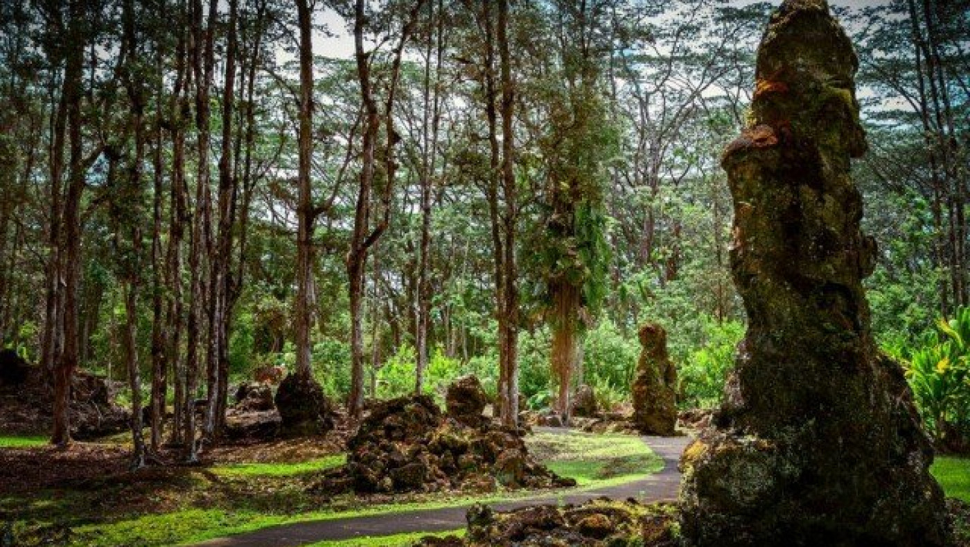 Χαβάη: Τα παράξενα δέντρα... λάβας!                (ΦΩΤΟ)